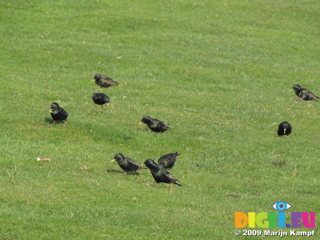 SX05850 Flock of Starlings grazing for food from grass (Sturnus vulgaris)